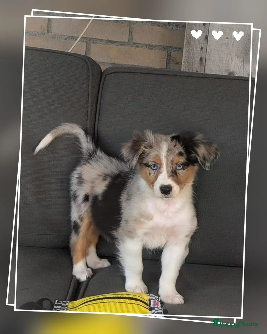 Australian Shepherd honden te koop: Prachtige australian shepherd pups mogen verhuizen in Gouderak - Advertentie 2
