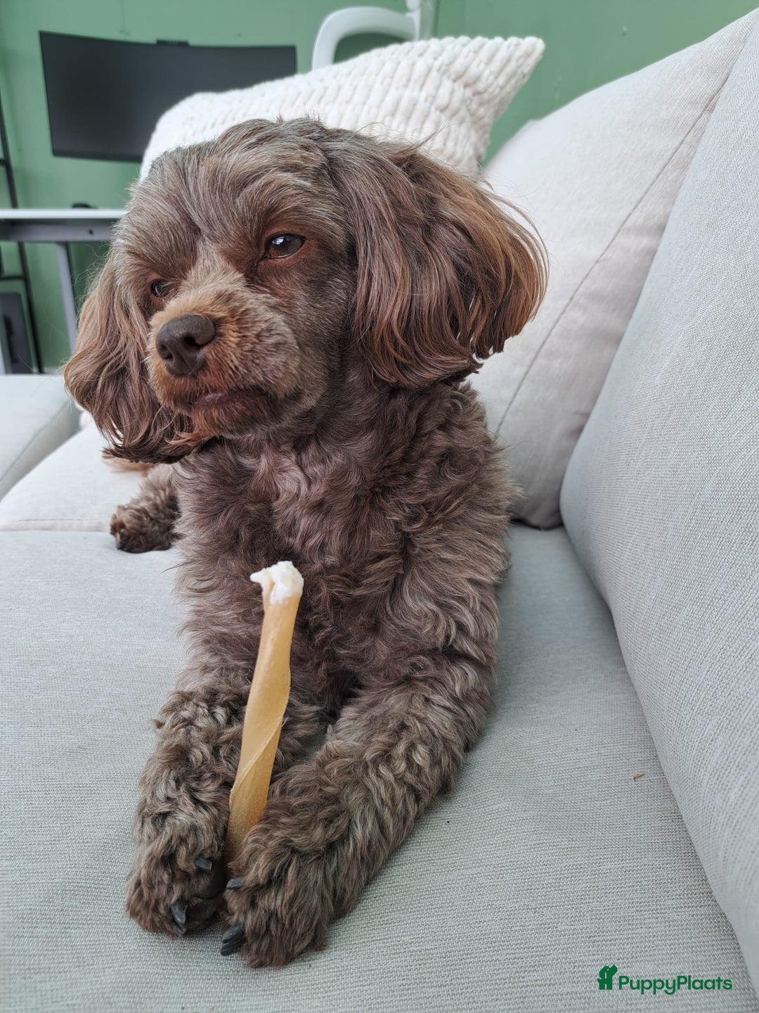 Shihpoo honden te koop: Choco shihpoo puppy teefje x toypoedel - Advertentie 3