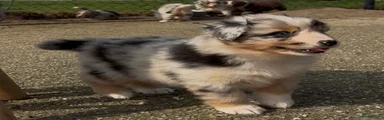 Australian Shepherd Puppy 8