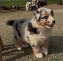 Australian Shepherd Puppy 8