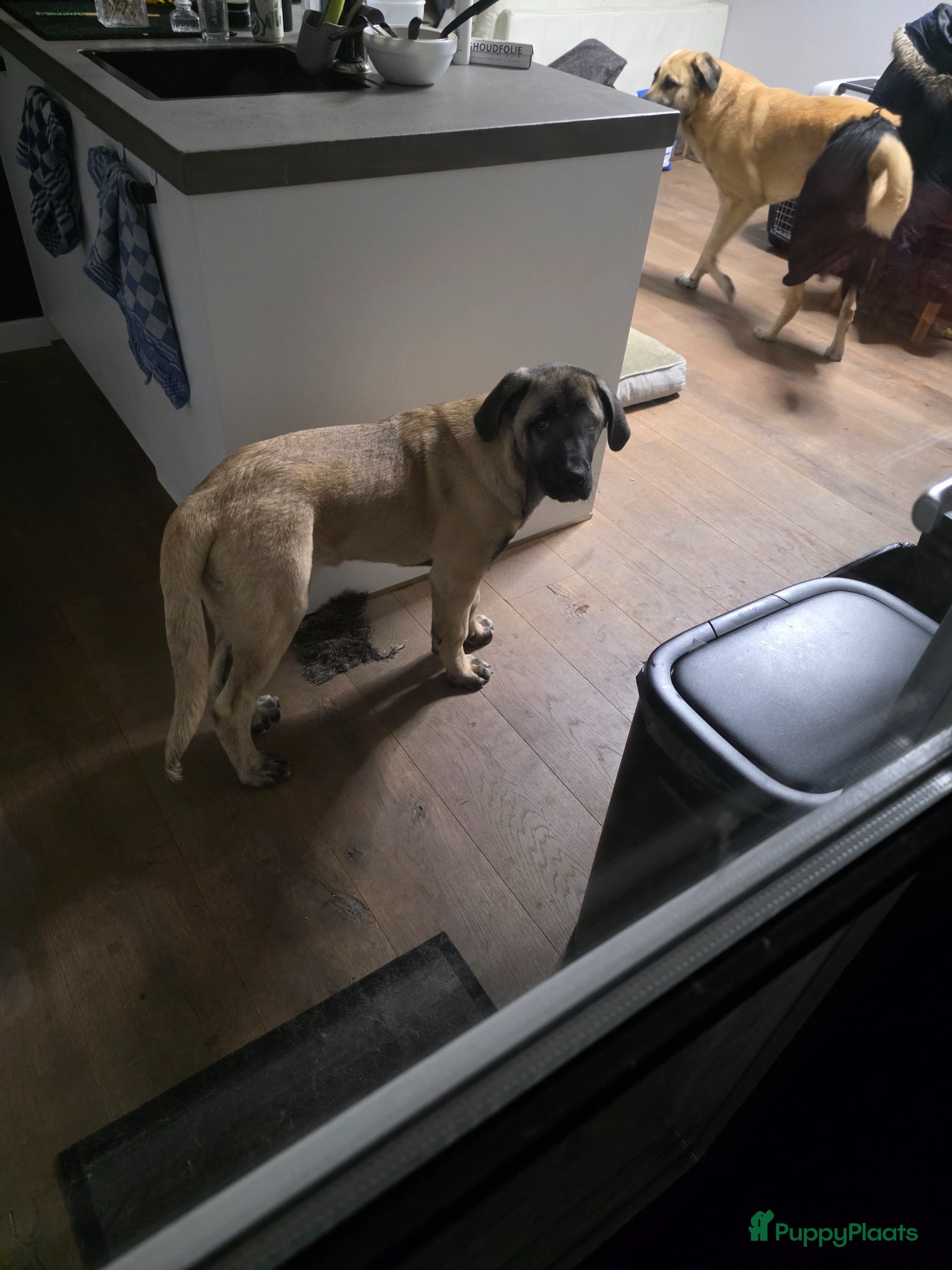 Anatolische Herdershond honden Anatolische pup reu te koop - Advertentie 1