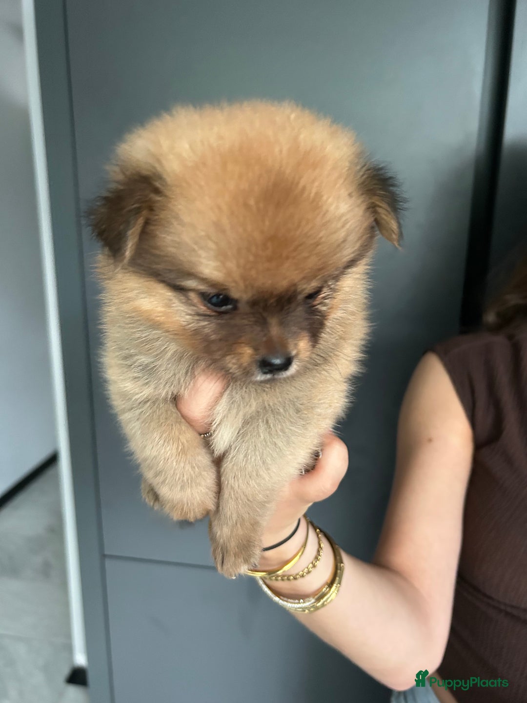 Pomchi honden te koop: Pomchi pups - Afbeelding 11