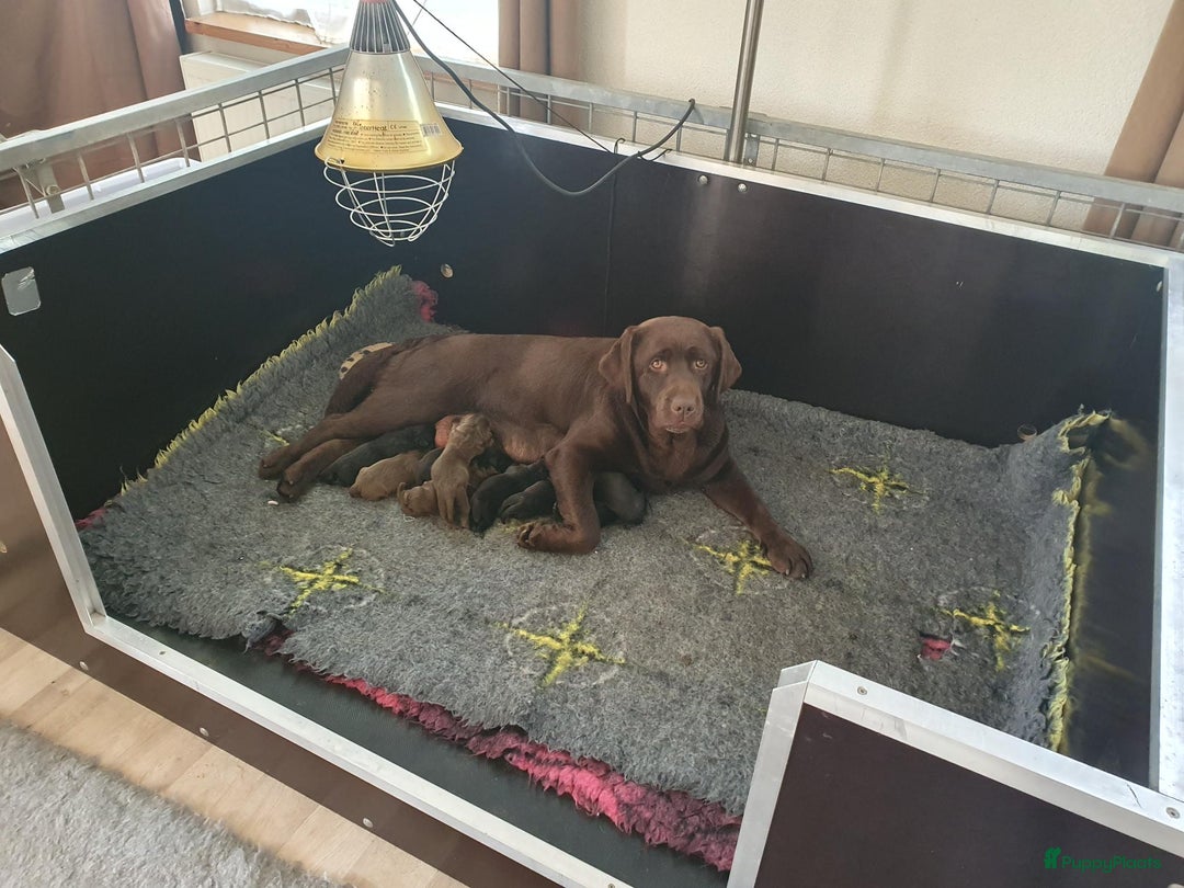Labrador Retriever honden te koop: 3 zwarte  labrador pups reutjes  in Weert - Afbeelding 3