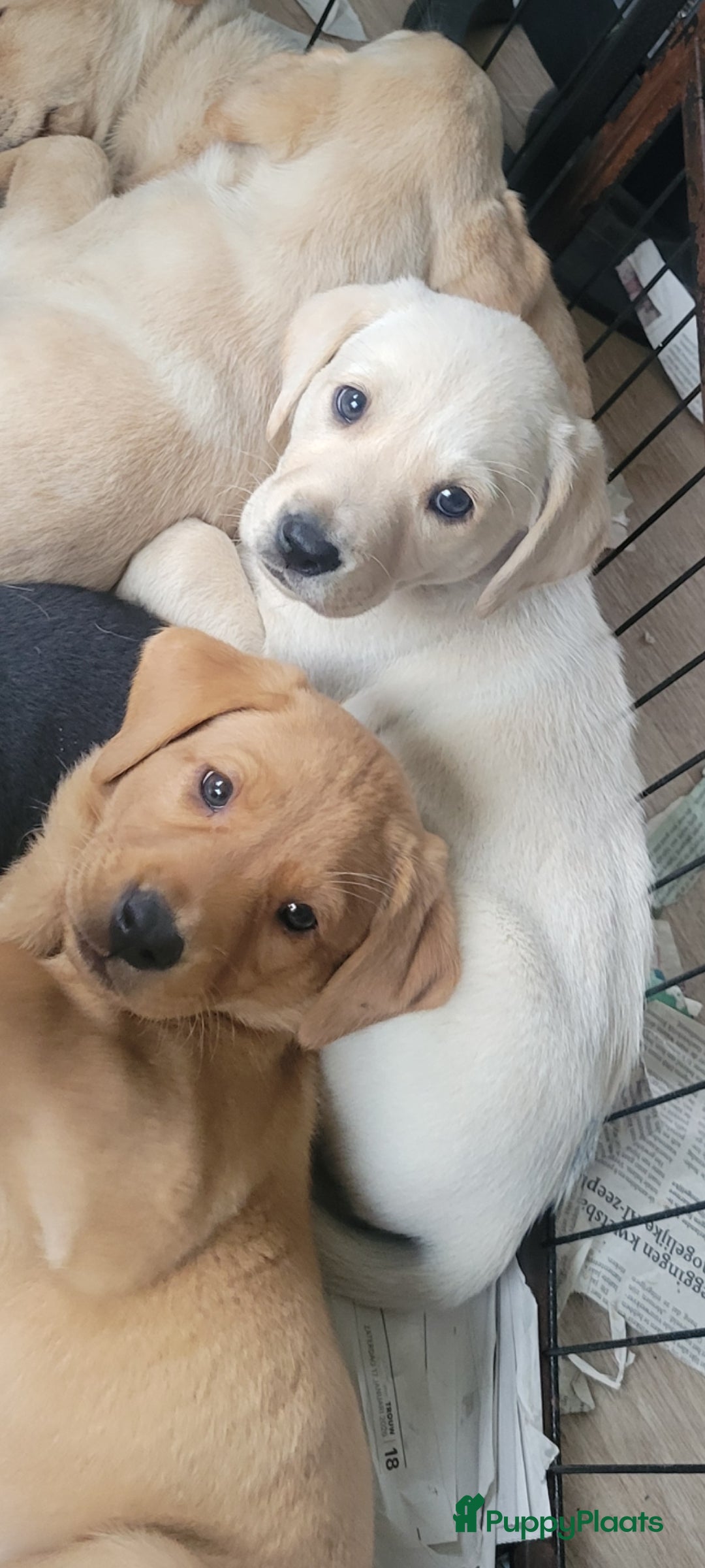 Labrador Retriever honden STAMBOOM FIELDTRIAL LABRADOR PUPS - Advertentie 19