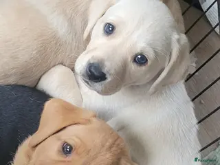 Labrador Retriever honden STAMBOOM FIELDTRIAL LABRADOR PUPS - Advertentie 19