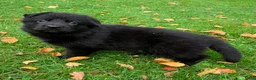 Duitse Herder honden te koop: Duitse herder pup nog 1 reu beschikbaar. - Advertentie 11