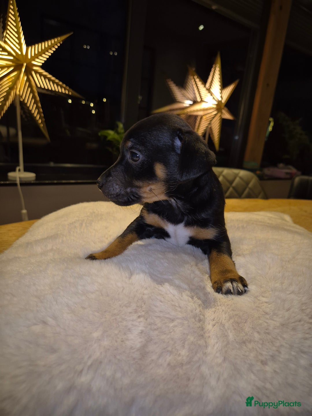 Jack Russel Terriër honden te koop: JACK RUSSEL PUPS - Advertentie 9