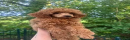 Poedel Toy honden te koop: Toy poedel teefje in Ommen - Advertentie 2