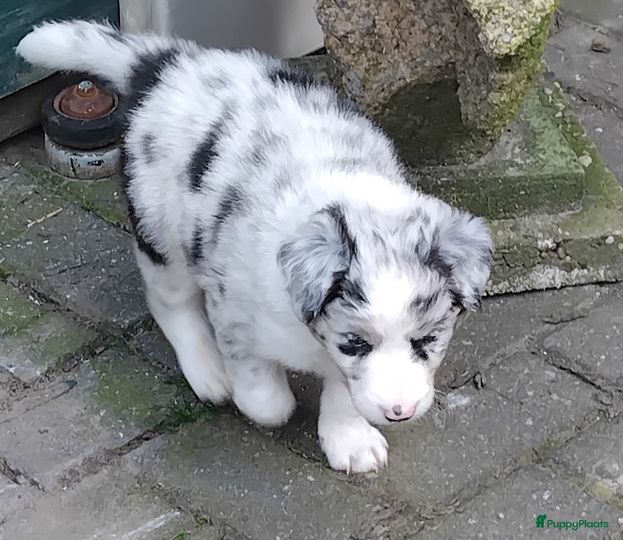 Border Collie honden Border collie pups, 25% australian shepherd - Advertentie 2