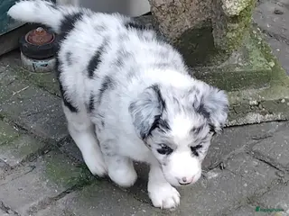 Border Collie honden Border collie pups, 25% australian shepherd - Advertentie 2