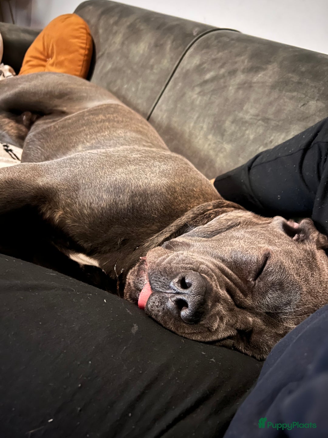 Cane Corso honden te koop: 9 month male Cane Corso w/Pedigree - Advertentie 3