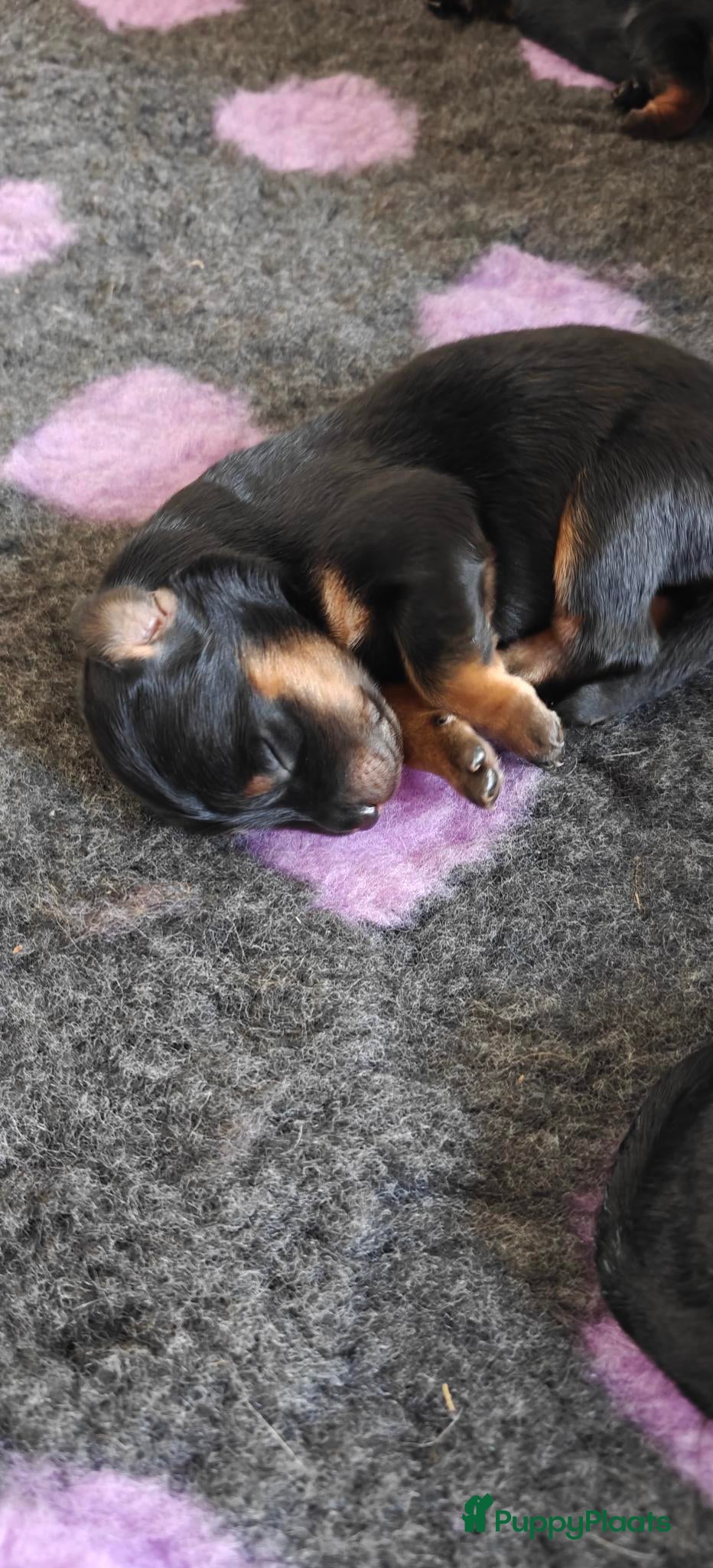 Hovawart honden Prachtige, raszuivere Hovawarts te koop - Advertentie 1