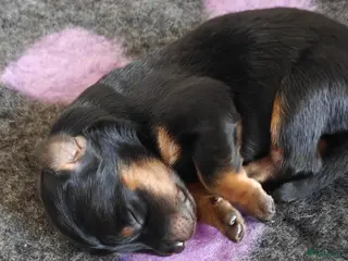 Hovawart honden Prachtige, raszuivere Hovawarts te koop - Advertentie 1