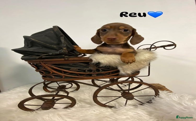 Teckel (korthaar)  honden - Advertentie 1