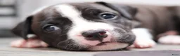 American Staffordshire Terriër honden te koop: Prachtige nestje amstaff pups - Advertentie 7