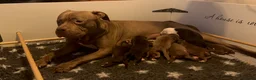 Kruising honden te koop: Pitbull x Amerikaanse Stafford pups - Advertentie 12
