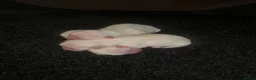 Maltezer honden te koop: Mini Maltezer  - Advertentie 2