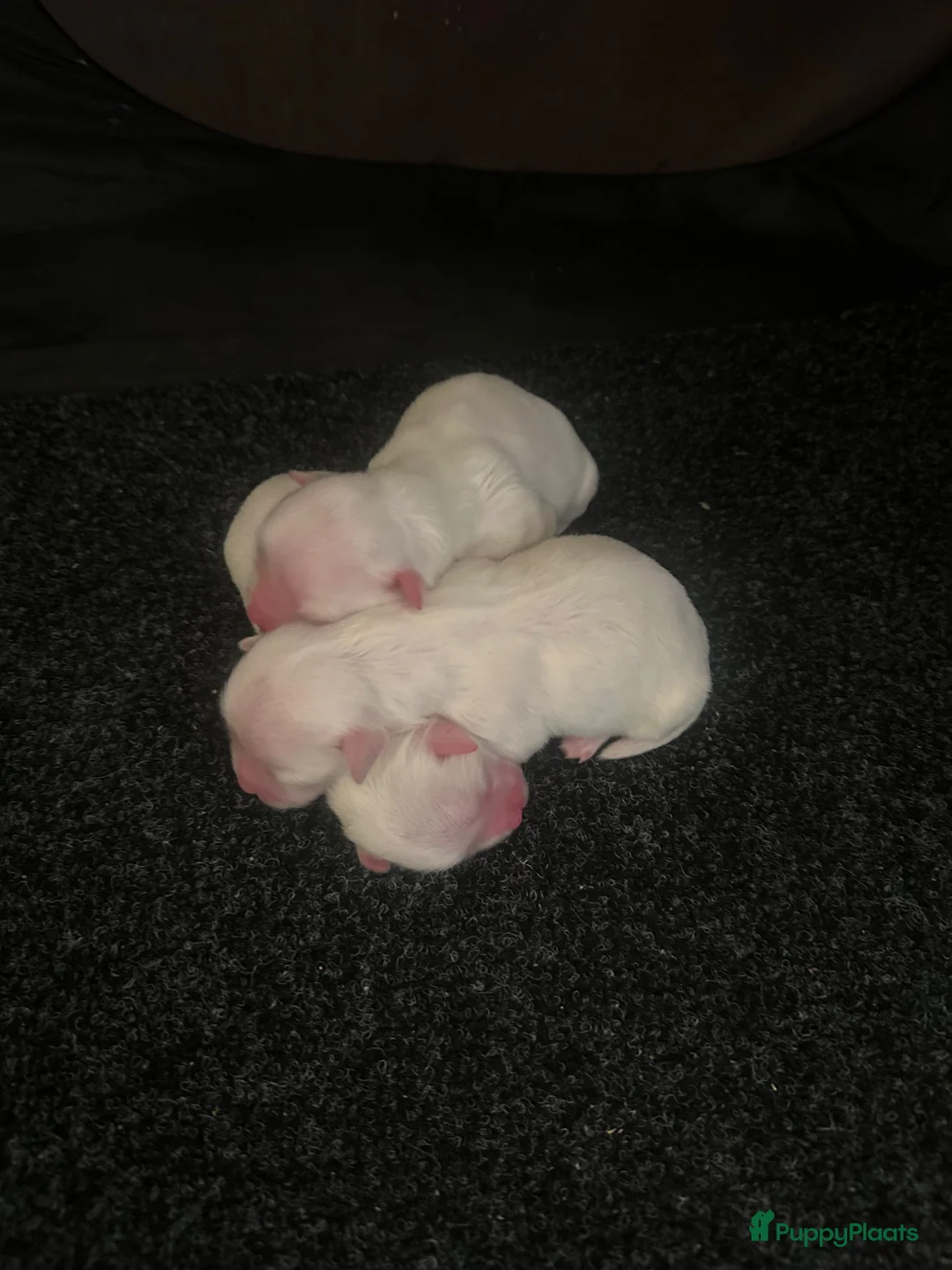 Maltezer honden te koop: Mini Maltezer  - Advertentie 2