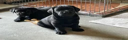 Labrador Retriever honden te koop: mooie zwarte Labrador puppy's te koop - Advertentie 3