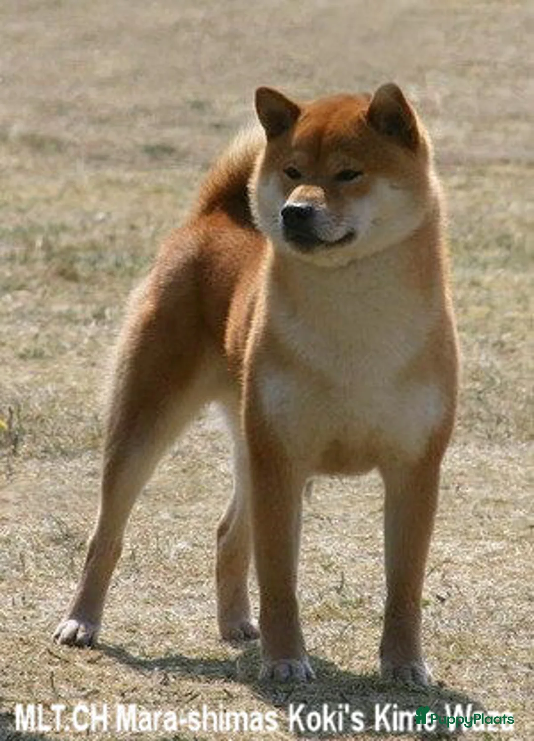 Galerij afbeelding {{count}}