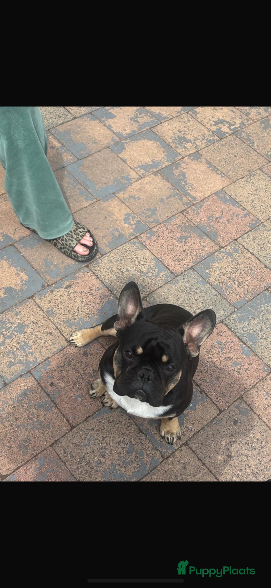 Franse Bulldog honden Franse Bulldog reu 1 jaar oud  - Advertentie 15