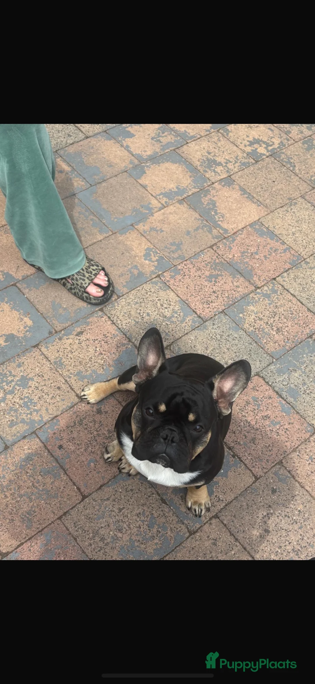 Franse Bulldog honden te koop: Franse Bulldog reu 1 jaar oud  - Advertentie 1