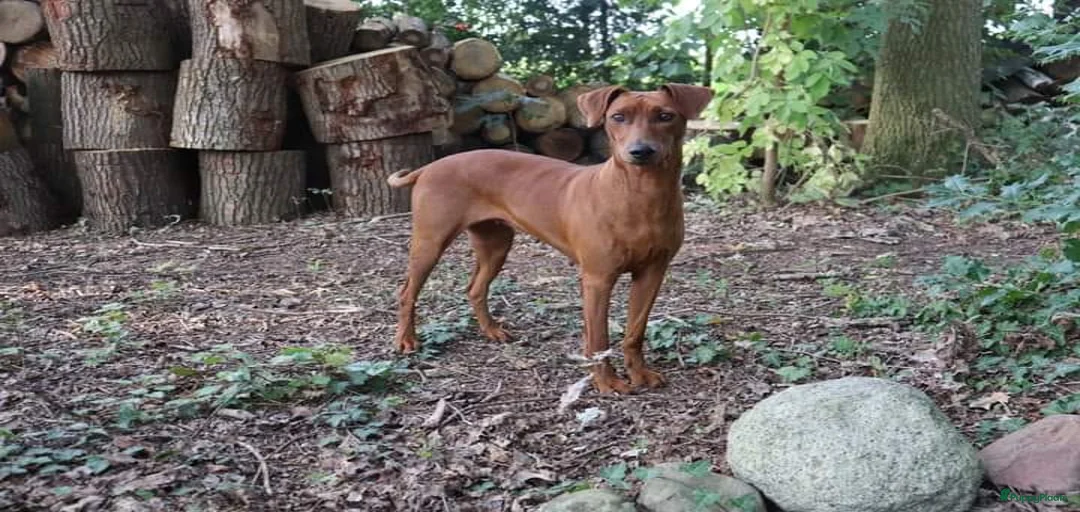 Galerij afbeelding {{count}}