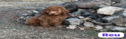 Australian Labradoodle honden te koop: Australian Labradoodles - Advertentie 4