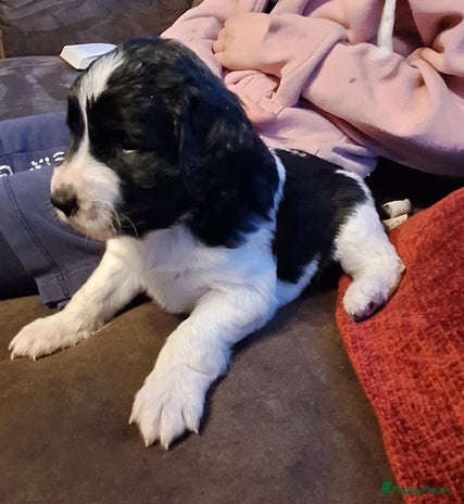 Friese Stabij honden Te koop Friese stabij pups - Advertentie 2