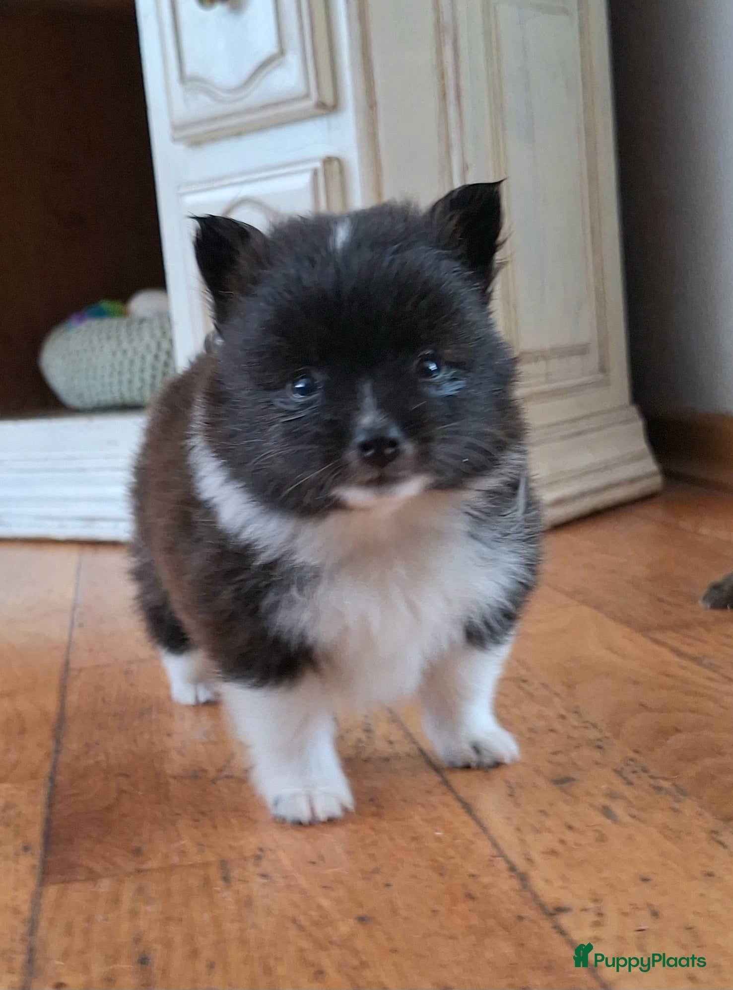 Pomsky honden te koop: Nuts 💙 F1b pomsky reu - Advertentie 2
