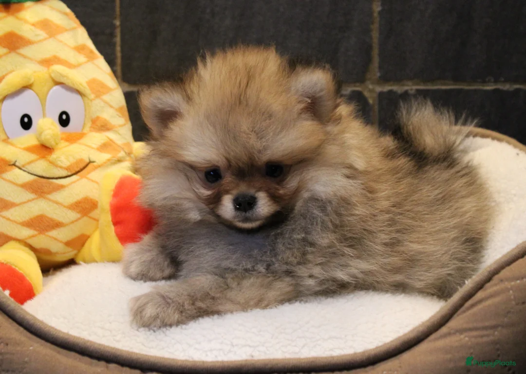 Pomeriaan honden te koop: Pomeriaan pups - Advertentie 15