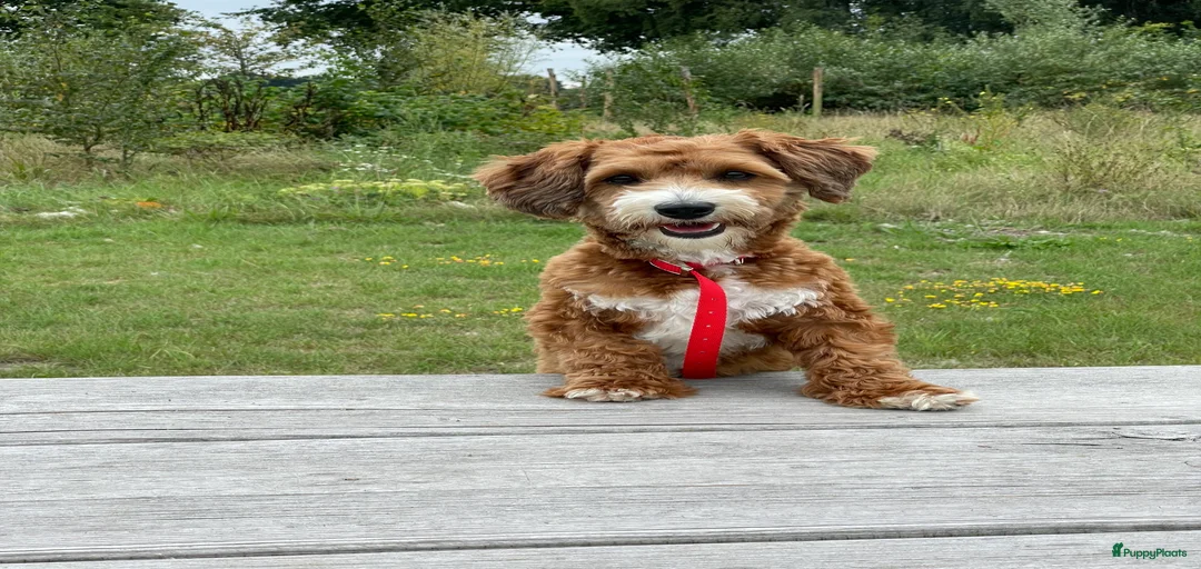 Galerij afbeelding {{count}}