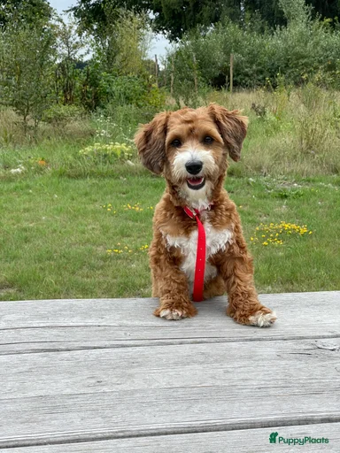 Galerij afbeelding {{count}}