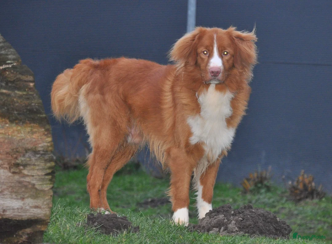 Nova Scotia Duck Tolling Retriever honden te koop: Nova Scotia Duck Tolling Retriever pups # Toller - Advertentie 30