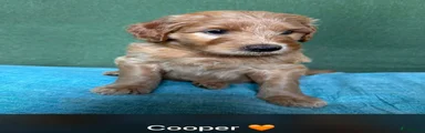 Cooper