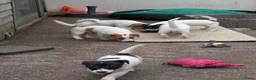 Jack Russel Terriër honden te koop: Nog 4 lieve Jack Russell pups met stamboom  - Advertentie 17