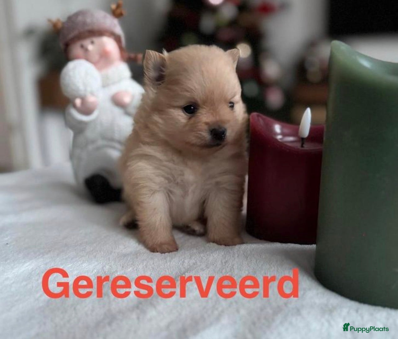 Pomeriaan honden Prachtige Pomeriaan pups  - Advertentie 2