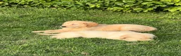 Golden Retriever honden te koop: Prachtige golden retriever pups (geteste ouders) - Advertentie 9