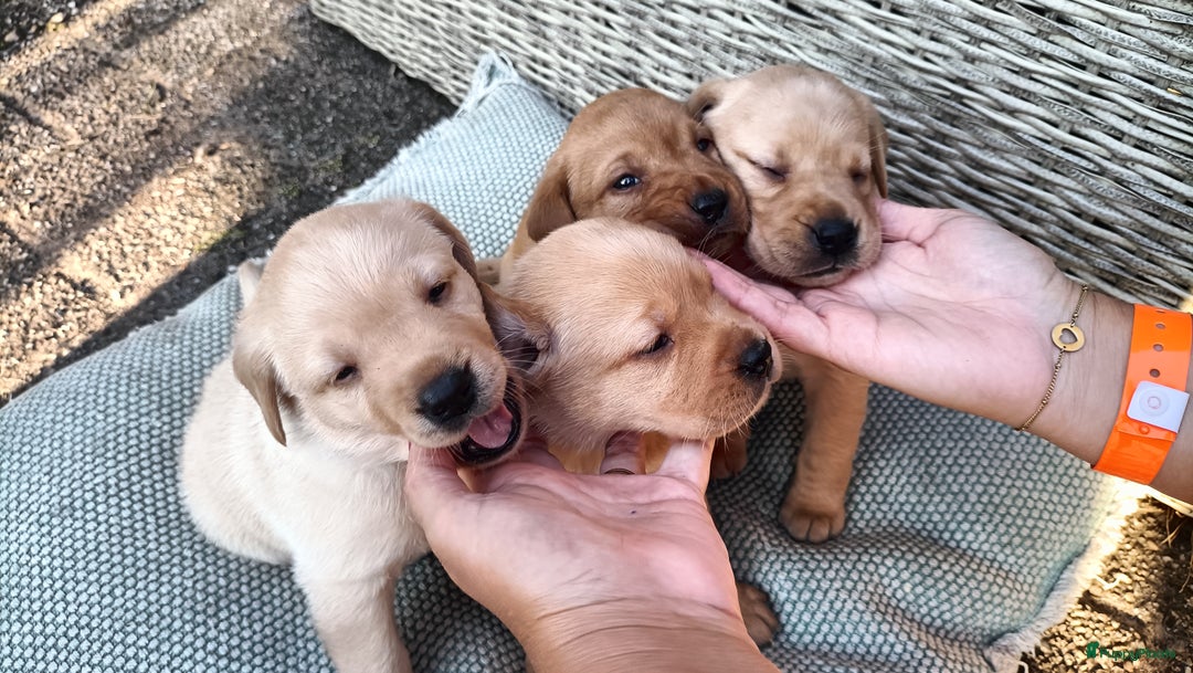 Labrador Retriever honden te koop: RED FOX/BLONDE LABRADORS  GELEGENHEIDS NESTJE ♥️ - Afbeelding 4