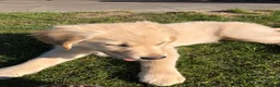 Golden Retriever honden te koop: Lieve pups  - Advertentie 4