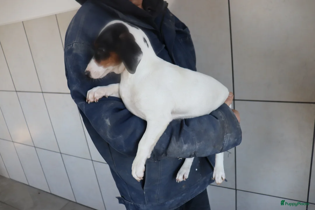 Jack Russel Terriër honden te koop: Zeer lieve en mooie jack russels te koop - Advertentie 22