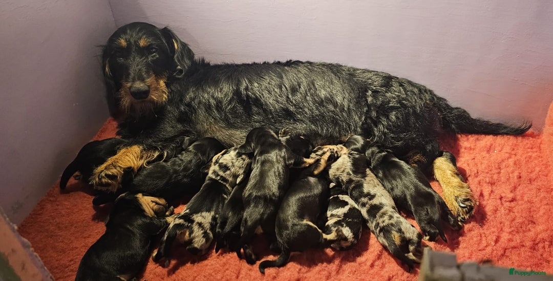 Ruwhaar Teckel honden te koop: Standaard ruwhaar teckel  - Afbeelding 4