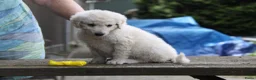 Kuvasz honden te koop: **Bijzondere Kuvasz pups uit een droomcombinatie** - Advertentie 13