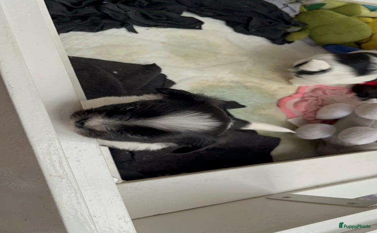 Kruising honden Kruising Boomer chihuahua !!nog twee beschikbaar!! - Advertentie 1