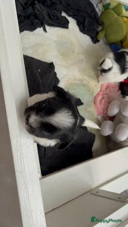 Kruising honden - Advertentie 4