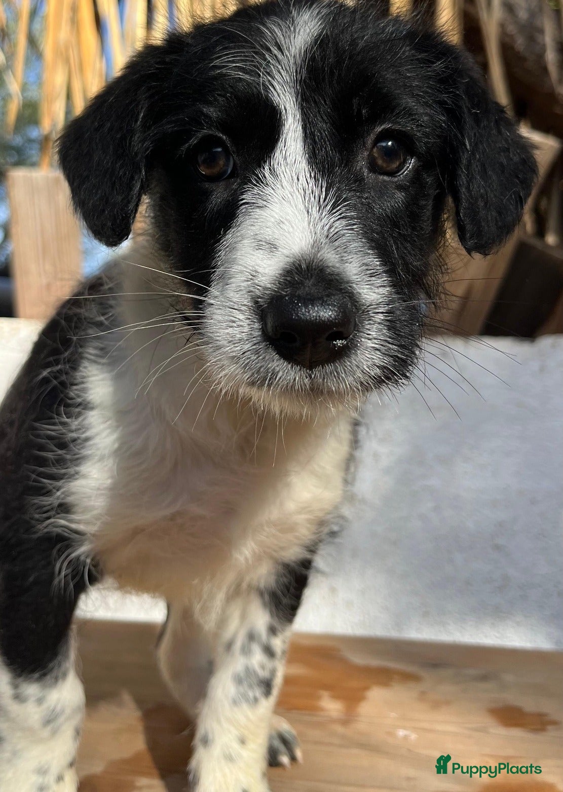 Kruising honden gingi  waar mag haar mandje komen te staan?  - Advertentie 2