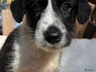 Kruising honden gingi waar mag haar mandje komen te staan? - Advertentie 2