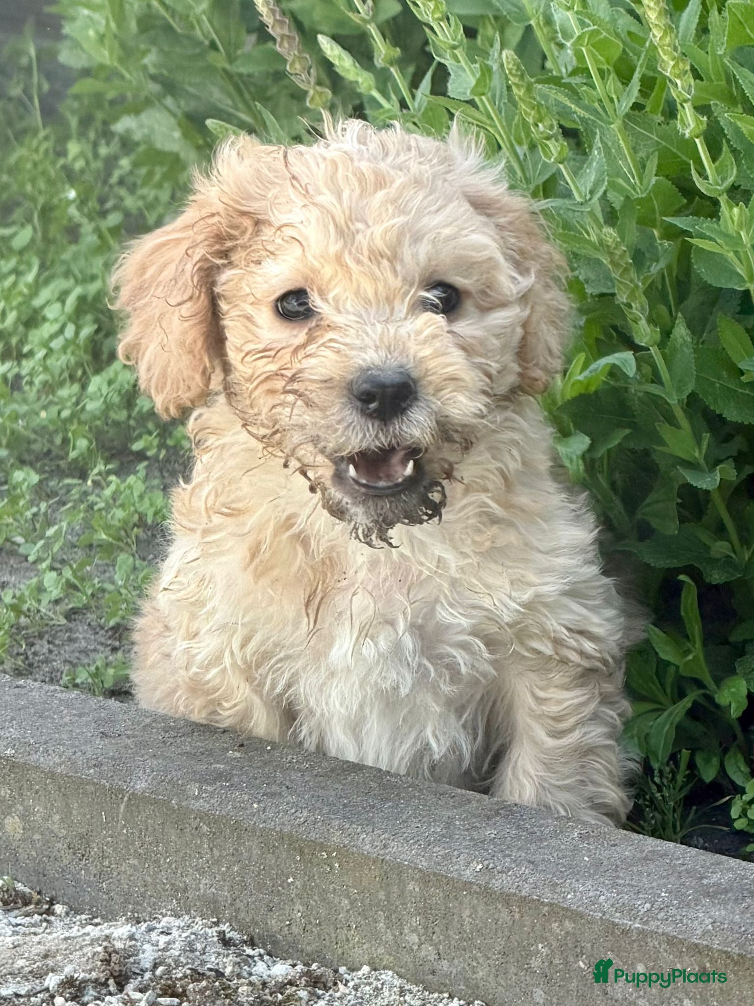 Cockapoo honden te koop: Cockapoo x boomer pups  - Advertentie 10