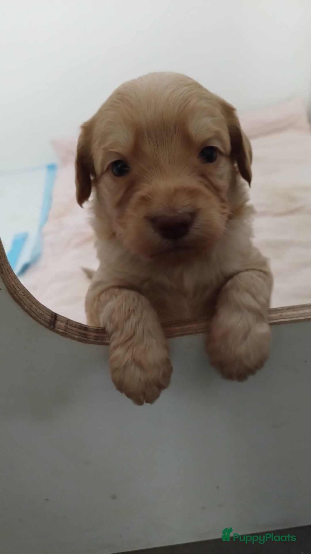 Australian Labradoodle honden te koop: Australian Labradoodle pups in Strijen - Afbeelding 22