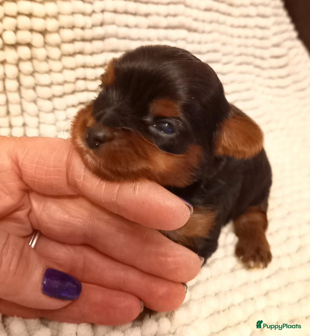 Biewer Terrier honden te koop: Klassiek Biewer met York look-a-like - Advertentie 2